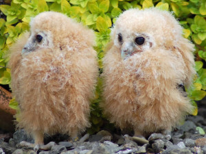 mottled_owlets-big-300x225.jpg